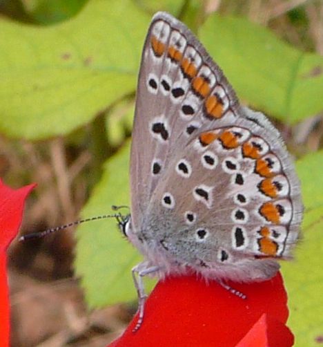 Polyommatus icarus